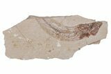 Bargain, Cretaceous Fossil Fish - Lebanon #218819-1